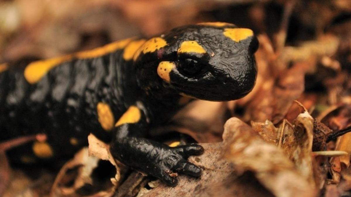 Süper Kahramanları Filmlerde Aramayın: İşte Hem Suda Hem de Karada Yaşayabilen ’Amfibi’ Canlılar ve Özellikleri