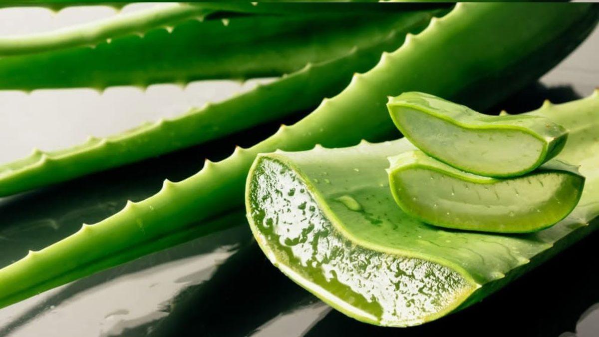 Binlerce Yıldır Tedavi Amacıyla Kullanılan ‘Aloe Vera’ Bitkisinin Evde Bakımı İçin İşinize Yarayacak 10 İpucu