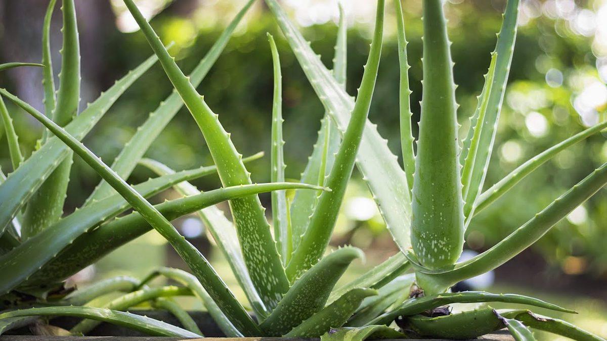 Binlerce Yıldır Tedavi Amacıyla Kullanılan ‘Aloe Vera’ Bitkisinin Evde Bakımı İçin İşinize Yarayacak 10 İpucu