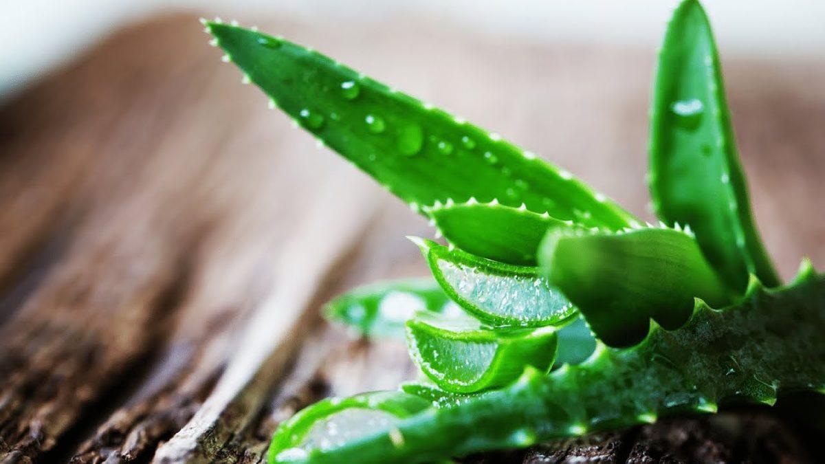 Binlerce Yıldır Tedavi Amacıyla Kullanılan ‘Aloe Vera’ Bitkisinin Evde Bakımı İçin İşinize Yarayacak 10 İpucu
