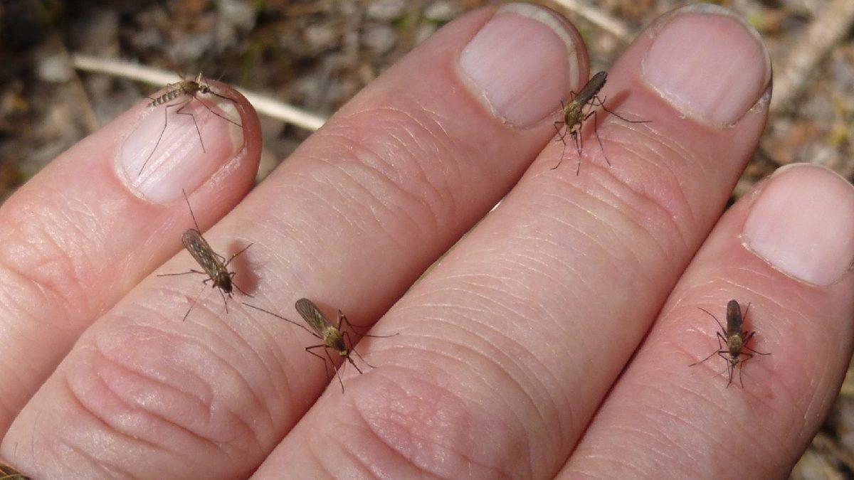 Sivrisinekler Bazı İnsanları Neden Daha Fazla Isırır? Bilimsel Sebeplerini Açıkladık