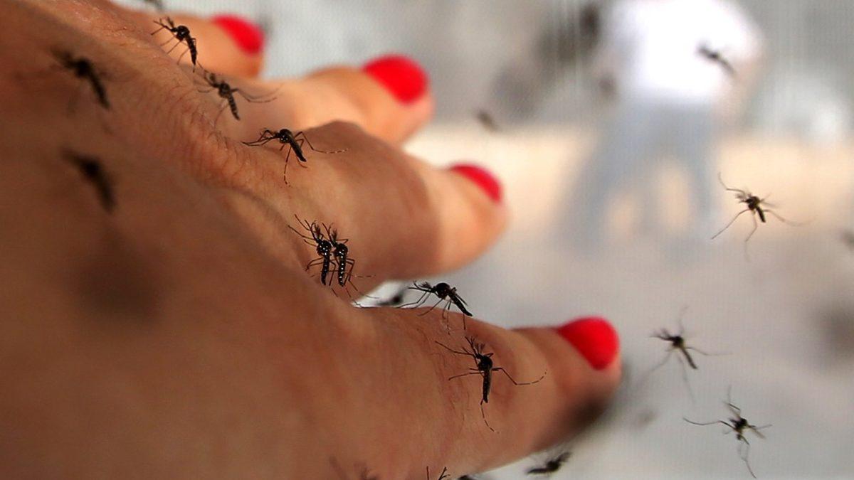 Sivrisinekler Bazı İnsanları Neden Daha Fazla Isırır? Bilimsel Sebeplerini Açıkladık