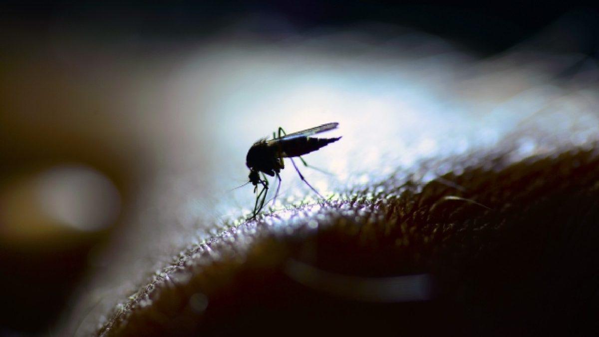 Sivrisinekler Bazı İnsanları Neden Daha Fazla Isırır? Bilimsel Sebeplerini Açıkladık