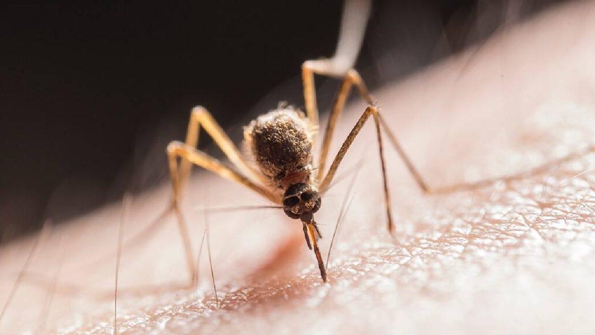 Sivrisinekler Bazı İnsanları Neden Daha Fazla Isırır? Bilimsel Sebeplerini Açıkladık