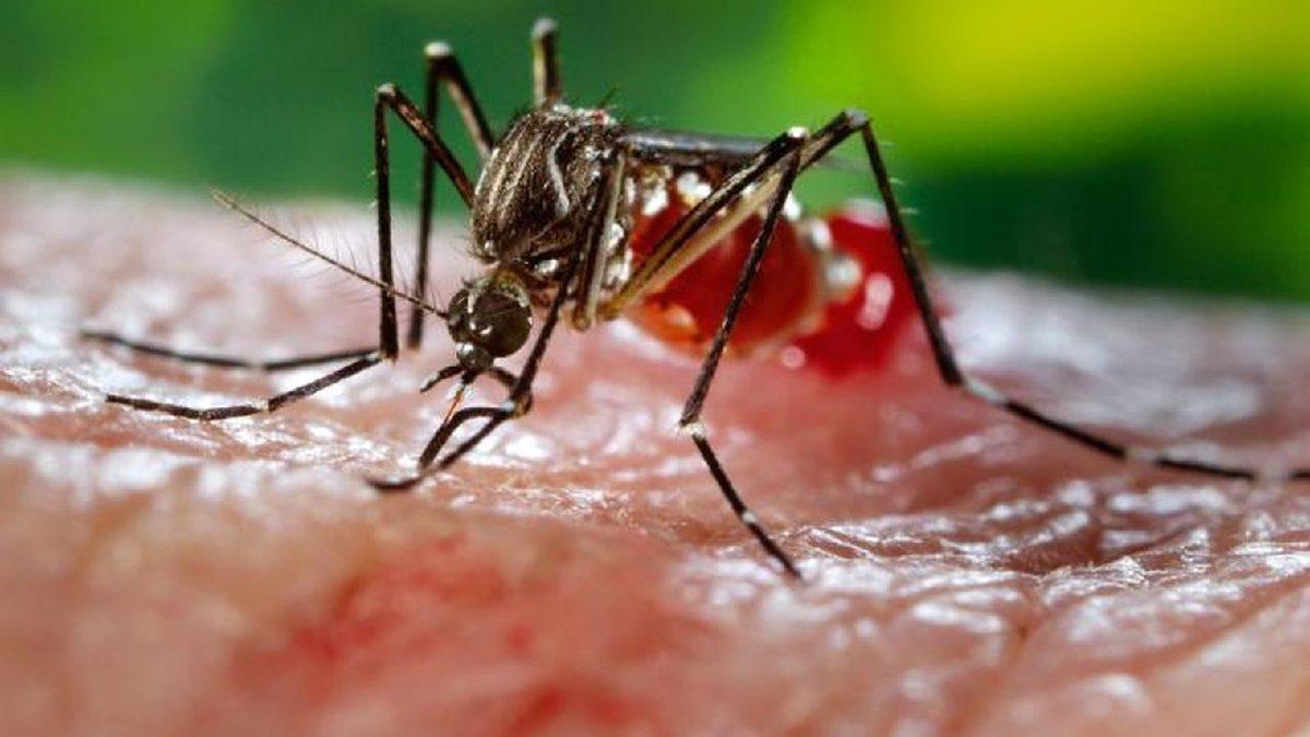 Sivrisinekler Bazı İnsanları Neden Daha Fazla Isırır? Bilimsel Sebeplerini Açıkladık