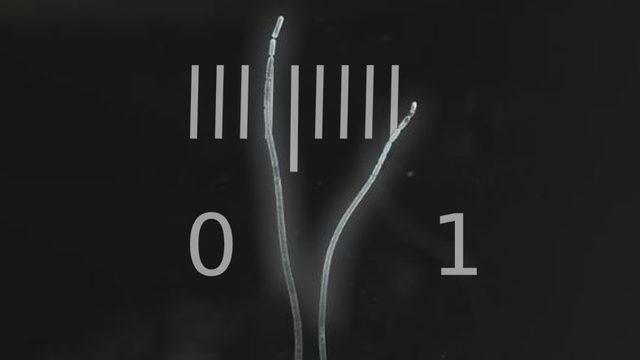 Dünyanın En Büyük Bakterisi Keşfedildi: Çıplak Gözle Bile Görülebiliyor!