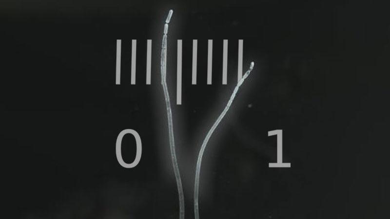 Dünyanın En Büyük Bakterisi Keşfedildi: Çıplak Gözle Bile Görülebiliyor!