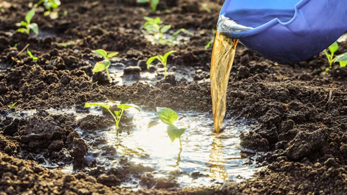 Tarımda Gübre Devri Sona Eriyor: İnsan İdrarı Kullanılabilir (Tamam da Nasıl?)