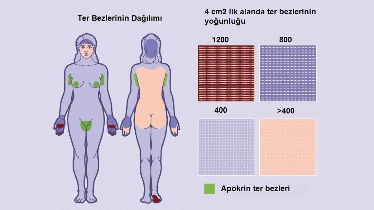 Neden Bazı İnsanlar Diğerlerine Göre Daha Fazla Ter Kokar?