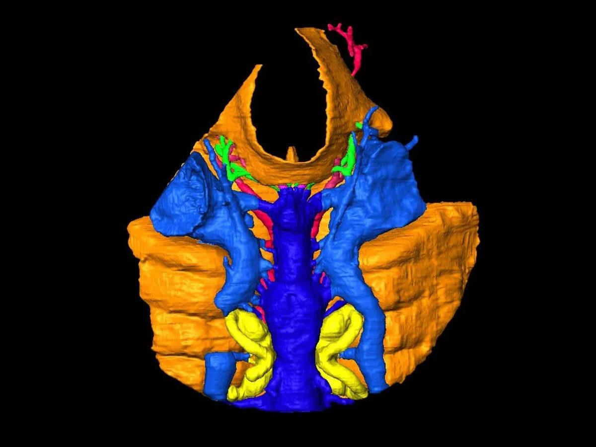 İnsan Orta Kulağının ’Balık Solungaçlarından’ Evrimleştiği Ortaya Çıktı