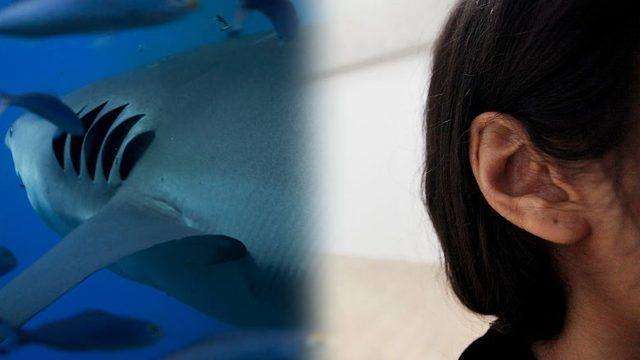 İnsan Orta Kulağının ’Balık Solungaçlarından’ Evrimleştiği Ortaya Çıktı