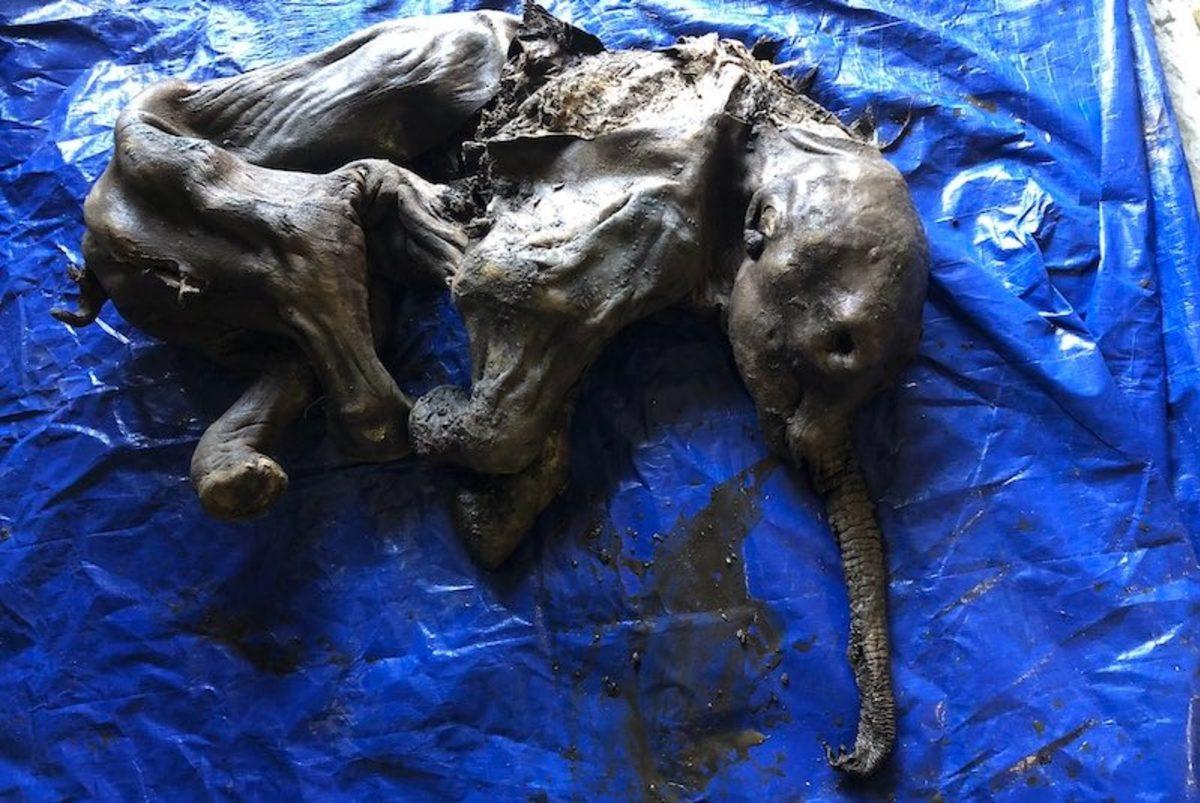 Kanada’da ’Bozulmamış’ Yavru Mamut Bulundu: On Binlerce Yıl Önce Yaşamış!