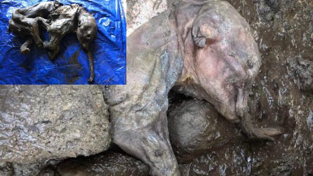 Kanada’da ’Bozulmamış’ Yavru Mamut Bulundu: On Binlerce Yıl Önce Yaşamış!