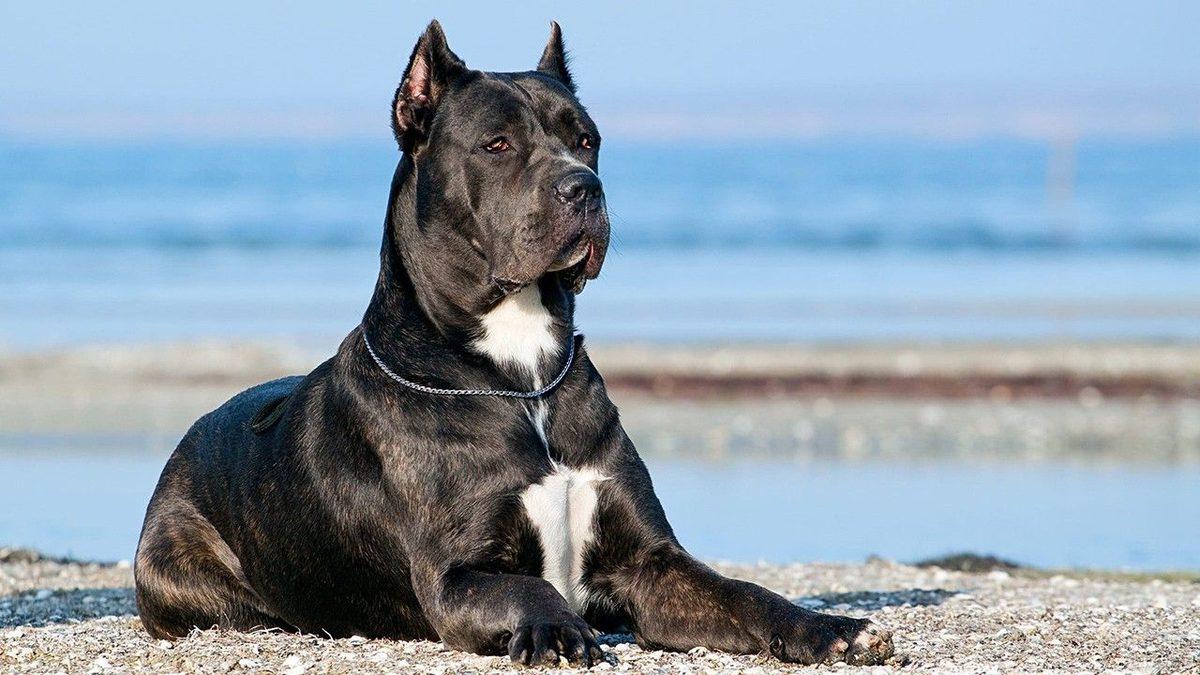 En Büyük Köpek Irklarından Biri Olan ’Cane Corso’ Cinsi Hakkında Duyunca Hayret Edeceğiniz 9 Bilgi
