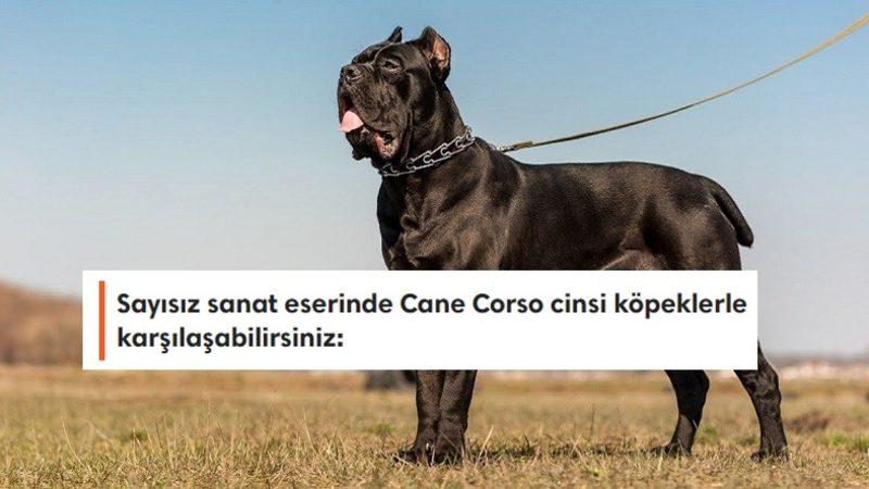 En Büyük Köpek Irklarından Biri Olan ’Cane Corso’ Cinsi Hakkında Duyunca Hayret Edeceğiniz 9 Bilgi