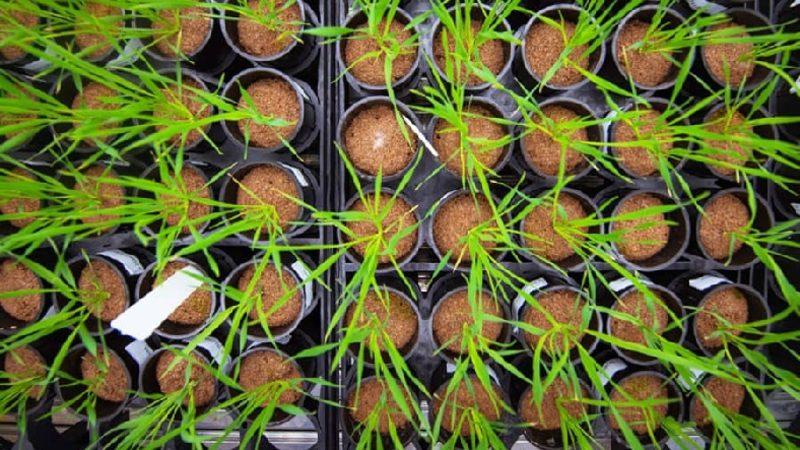 Bitkilerin Yapay Fotosentez Yoluyla Karanlıkta Bile Gıda Üretebileceği Açıklandı: Mars’ta Aç Kalmayız!