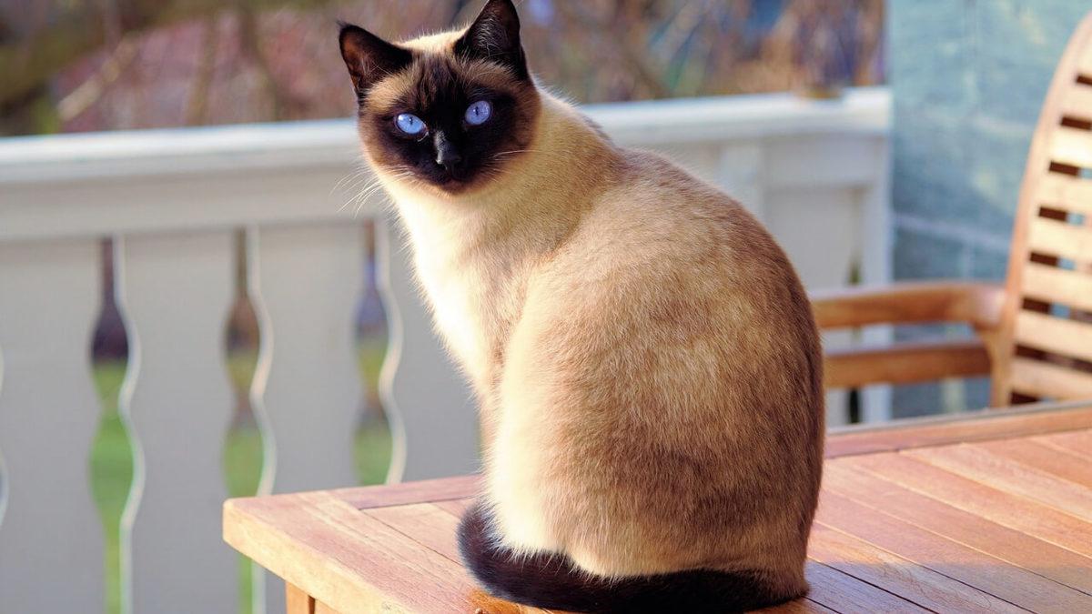 Bilime Göre En Sıcakkanlı ve Uysal 10 Kedi Cinsi