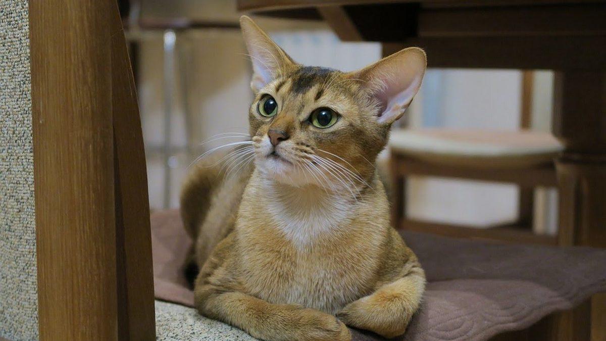 Bilime Göre En Sıcakkanlı ve Uysal 10 Kedi Cinsi