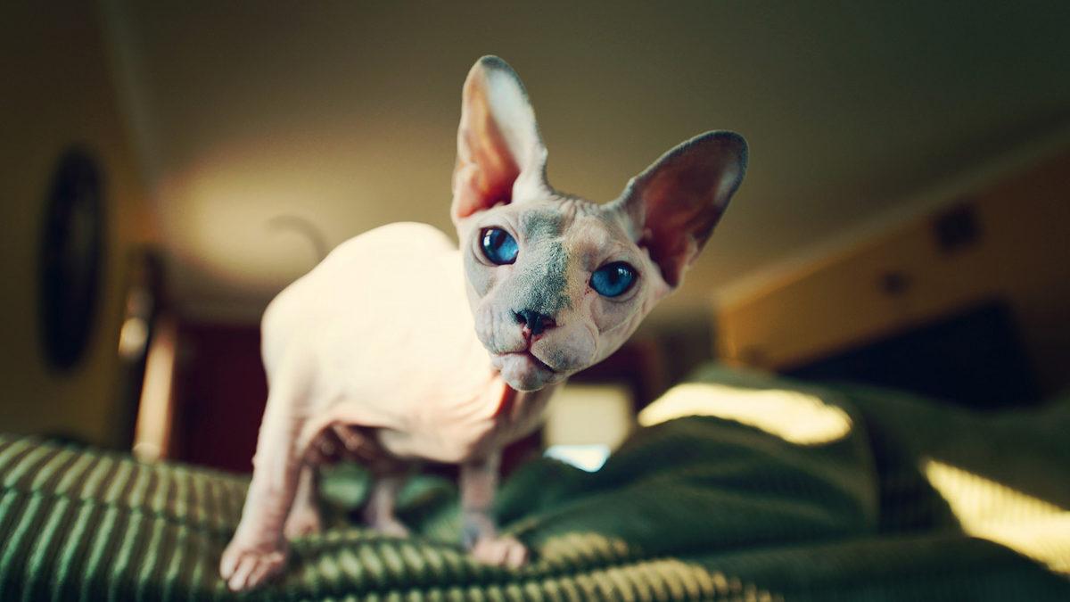 Bilime Göre En Sıcakkanlı ve Uysal 10 Kedi Cinsi