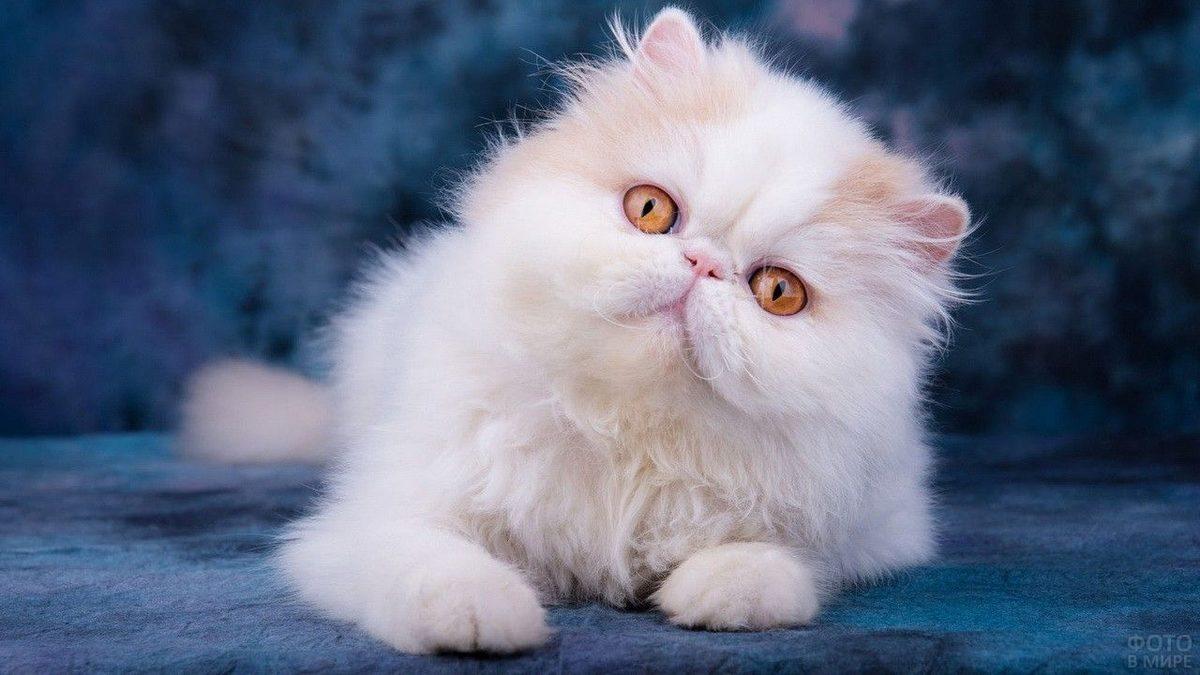 Bilime Göre En Sıcakkanlı ve Uysal 10 Kedi Cinsi