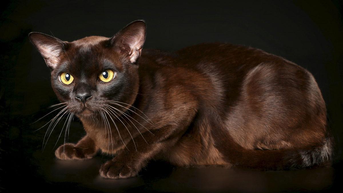 Bilime Göre En Sıcakkanlı ve Uysal 10 Kedi Cinsi