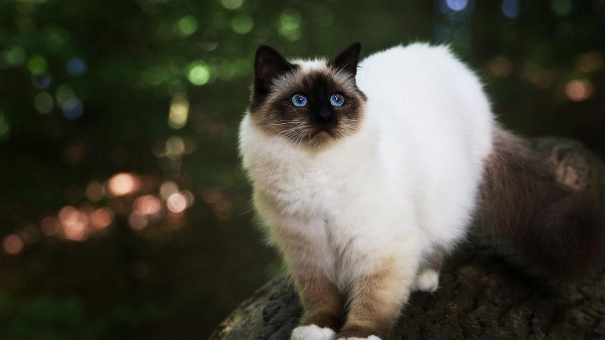 Bilime Göre En Sıcakkanlı ve Uysal 10 Kedi Cinsi