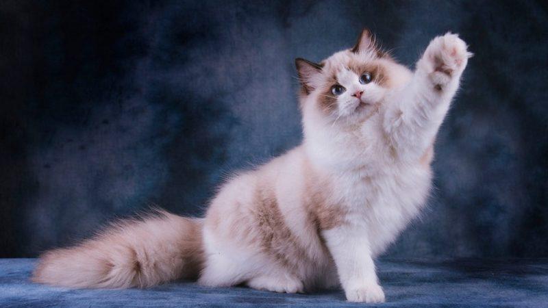 Bilime Göre En Sıcakkanlı ve Uysal 10 Kedi Cinsi