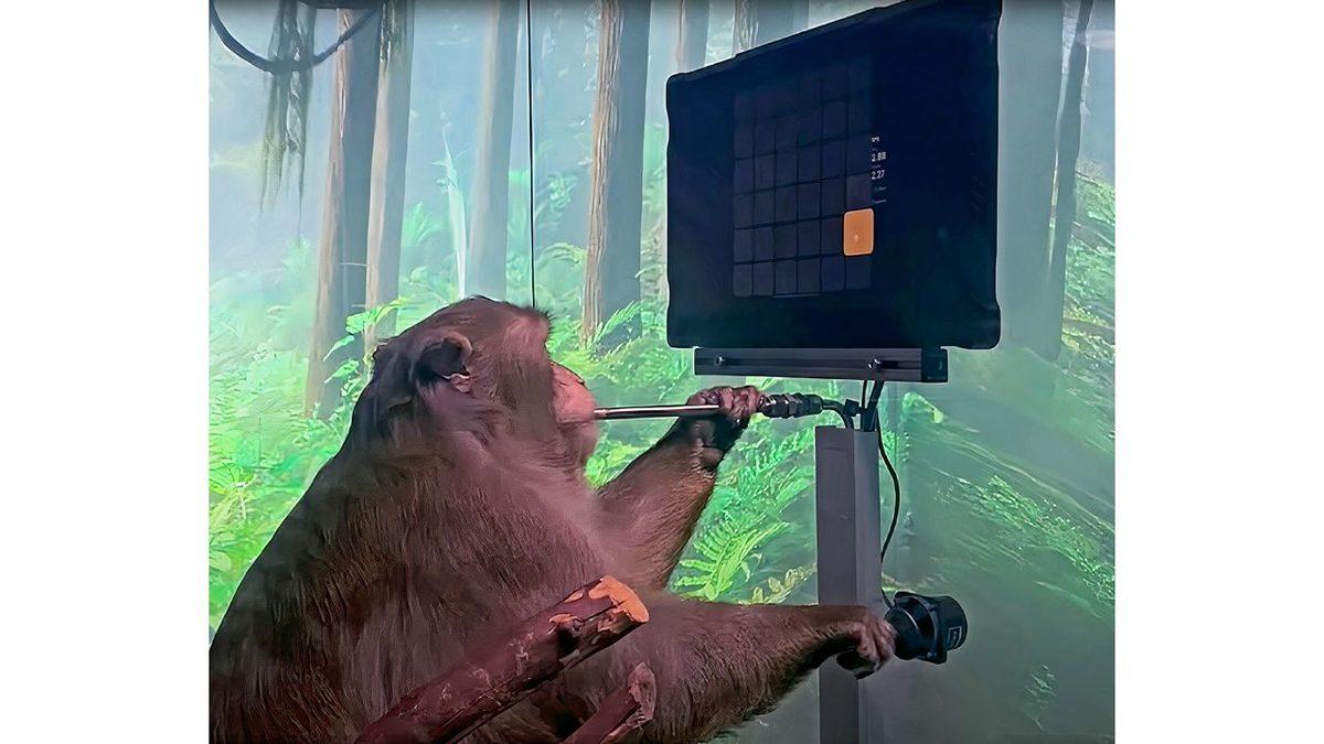 Neuralink ile Beyni Bilgisayara Bağlanan Maymun, Sadece Düşünce Gücüyle Oyun Oynadı