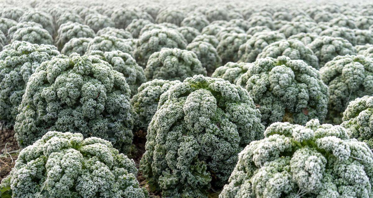 1816 Yılında Ne Oldu da Yaz Mevsimi Yaşanmadı?