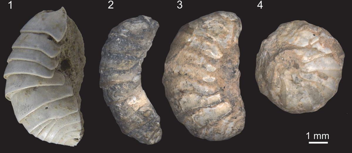 Aslında Böcek Bile Değiller: Korktuklarında Top Halini Alan Bu Faydalı Canlılar Hakkında Bilmeniz Gereken Her Şey