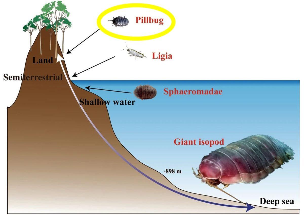 Aslında Böcek Bile Değiller: Korktuklarında Top Halini Alan Bu Faydalı Canlılar Hakkında Bilmeniz Gereken Her Şey