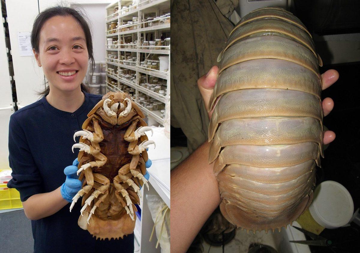 Aslında Böcek Bile Değiller: Korktuklarında Top Halini Alan Bu Faydalı Canlılar Hakkında Bilmeniz Gereken Her Şey