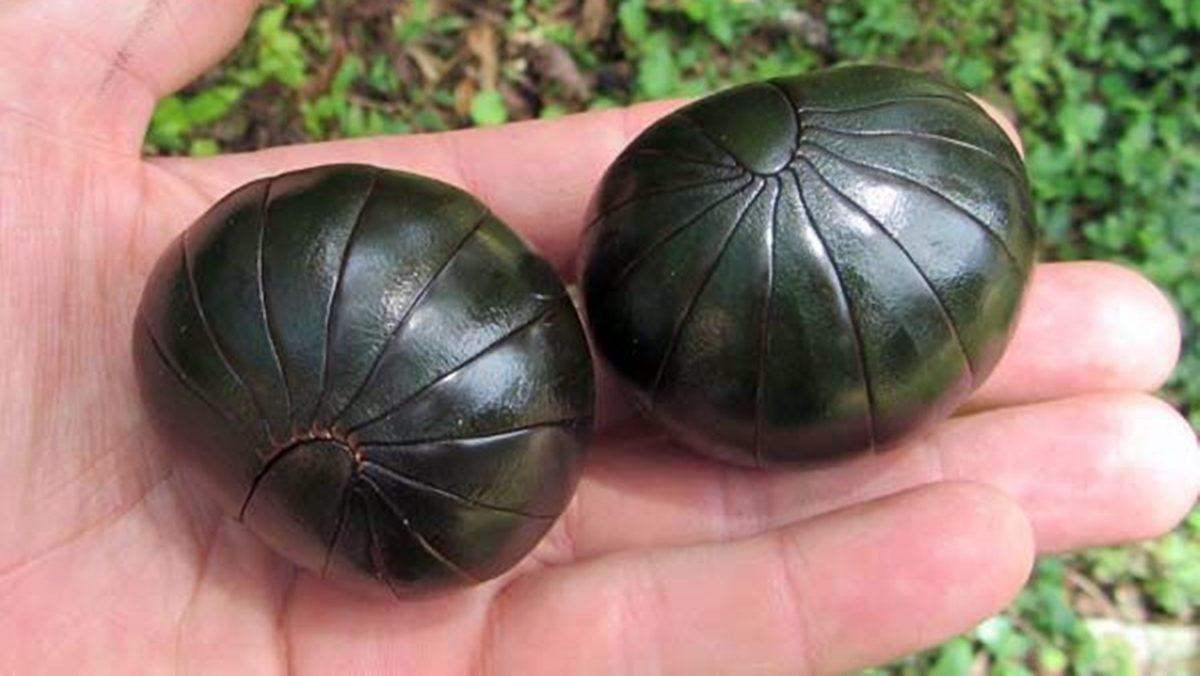 Aslında Böcek Bile Değiller: Korktuklarında Top Halini Alan Bu Faydalı Canlılar Hakkında Bilmeniz Gereken Her Şey