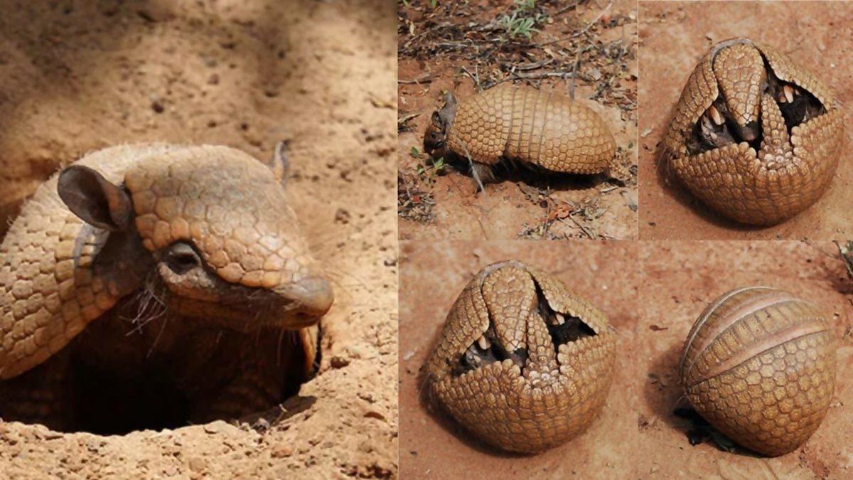 Aslında Böcek Bile Değiller: Korktuklarında Top Halini Alan Bu Faydalı Canlılar Hakkında Bilmeniz Gereken Her Şey