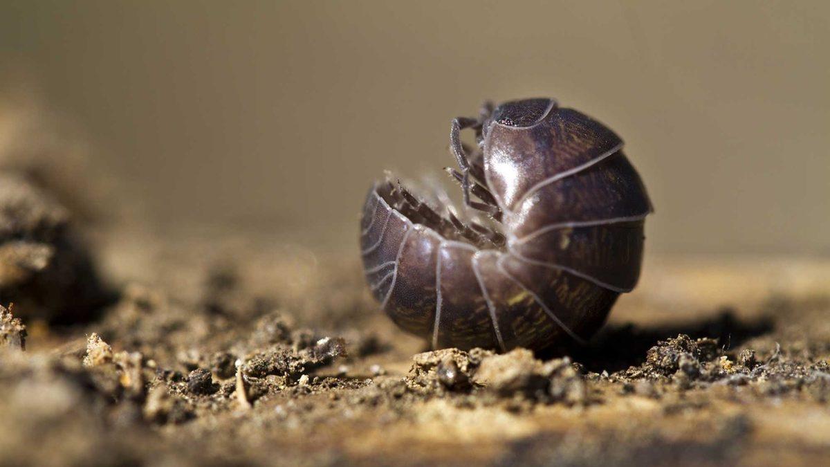 Aslında Böcek Bile Değiller: Korktuklarında Top Halini Alan Bu Faydalı Canlılar Hakkında Bilmeniz Gereken Her Şey