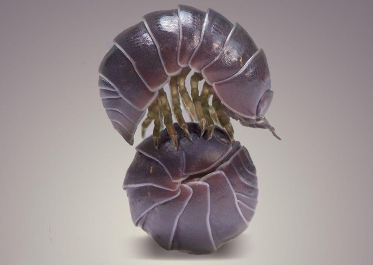 Aslında Böcek Bile Değiller: Korktuklarında Top Halini Alan Bu Faydalı Canlılar Hakkında Bilmeniz Gereken Her Şey