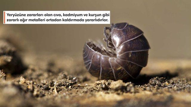 Aslında Böcek Bile Değiller: Korktuklarında Top Halini Alan Bu Faydalı Canlılar Hakkında Bilmeniz Gereken Her Şey