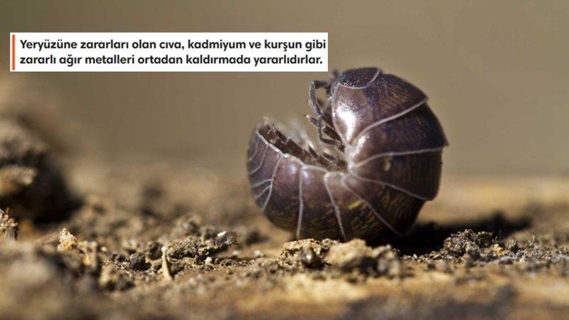 Aslında Böcek Bile Değiller: Korktuklarında Top Halini Alan Bu Faydalı Canlılar Hakkında Bilmeniz Gereken Her Şey