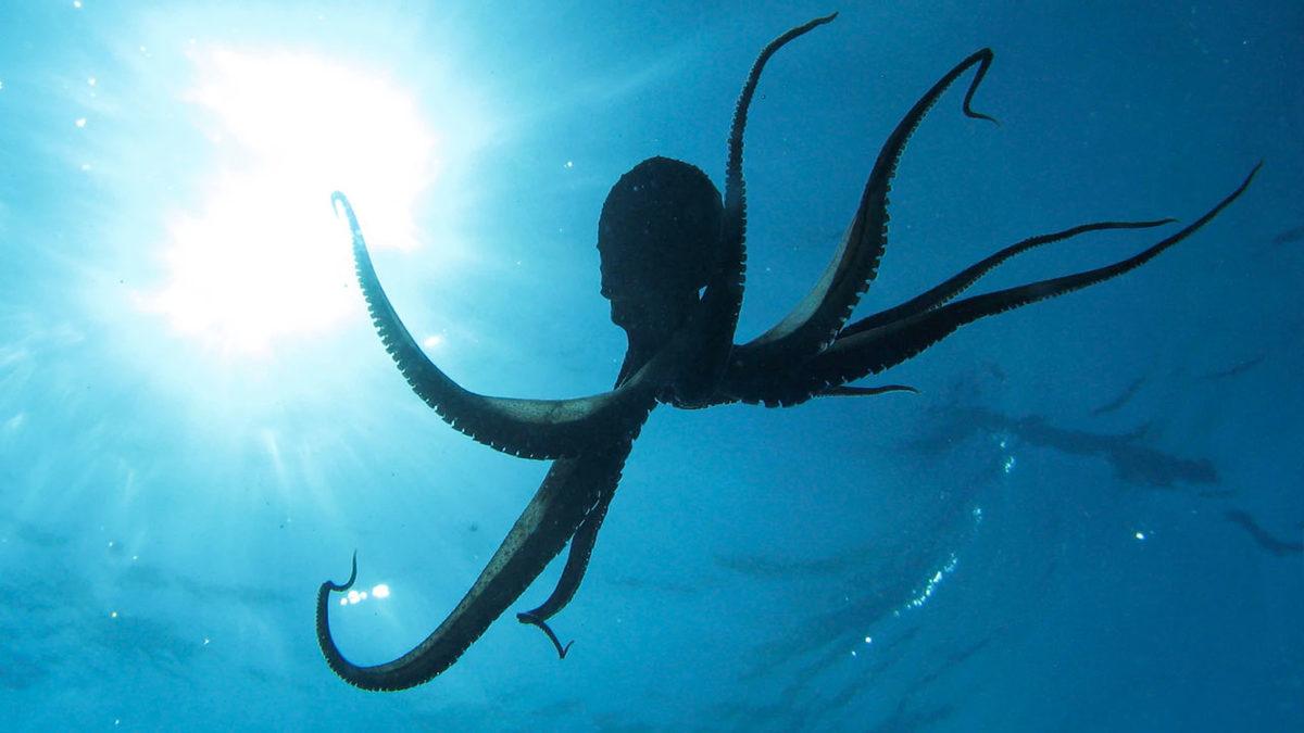 Ahtapot ve İnsan Beyinleri Arasında Tuhaf Bir Benzerlik Keşfedildi