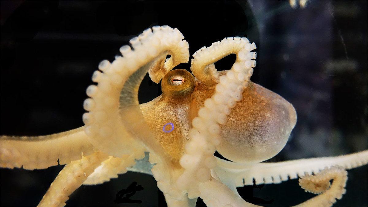 Ahtapot ve İnsan Beyinleri Arasında Tuhaf Bir Benzerlik Keşfedildi