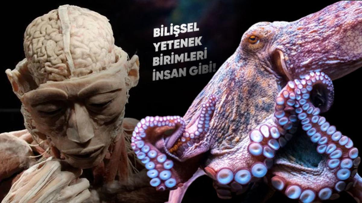 Ahtapot ve İnsan Beyinleri Arasında Tuhaf Bir Benzerlik Keşfedildi