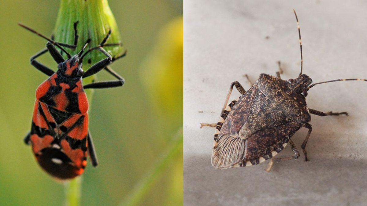 Osuruk Böceği Olarak Bildiğimiz Bu Haşereler Neden Kötü Bir Koku Yayar, Solursanız Ne Olur?
