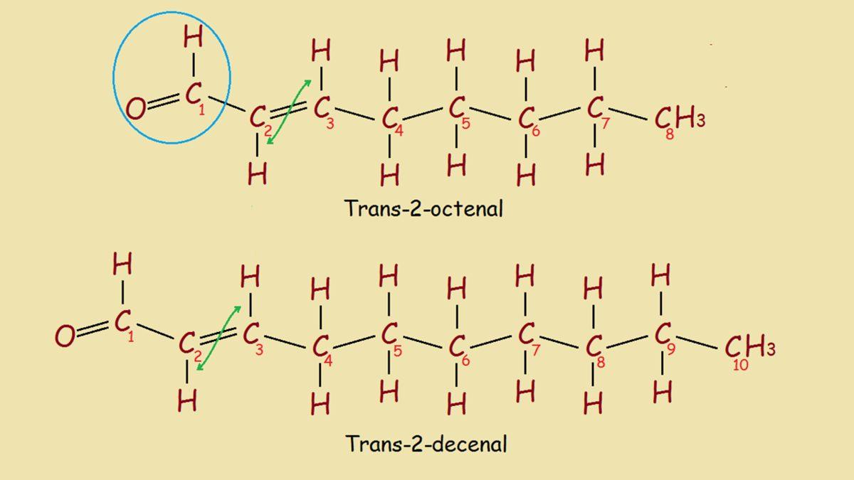 Osuruk Böceği Olarak Bildiğimiz Bu Haşereler Neden Kötü Bir Koku Yayar, Solursanız Ne Olur?