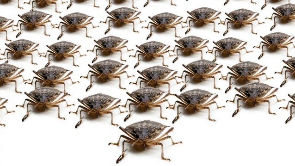 Osuruk Böceği Olarak Bildiğimiz Bu Haşereler Neden Kötü Bir Koku Yayar, Solursanız Ne Olur?