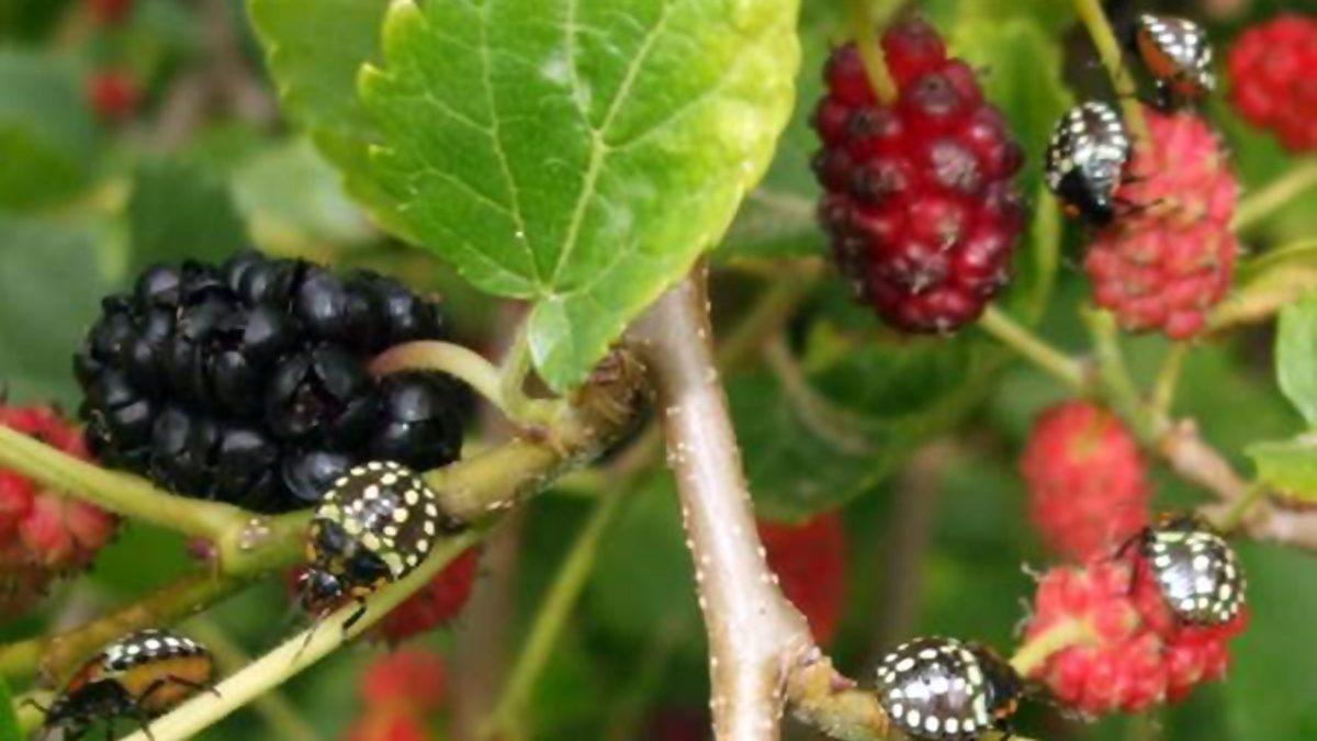 Osuruk Böceği Olarak Bildiğimiz Bu Haşereler Neden Kötü Bir Koku Yayar, Solursanız Ne Olur?