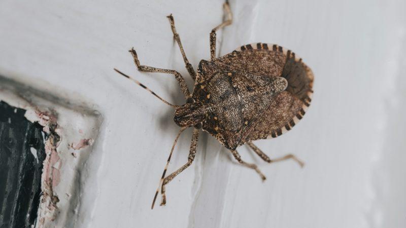 Osuruk Böceği Olarak Bildiğimiz Bu Haşereler Neden Kötü Bir Koku Yayar, Solursanız Ne Olur?