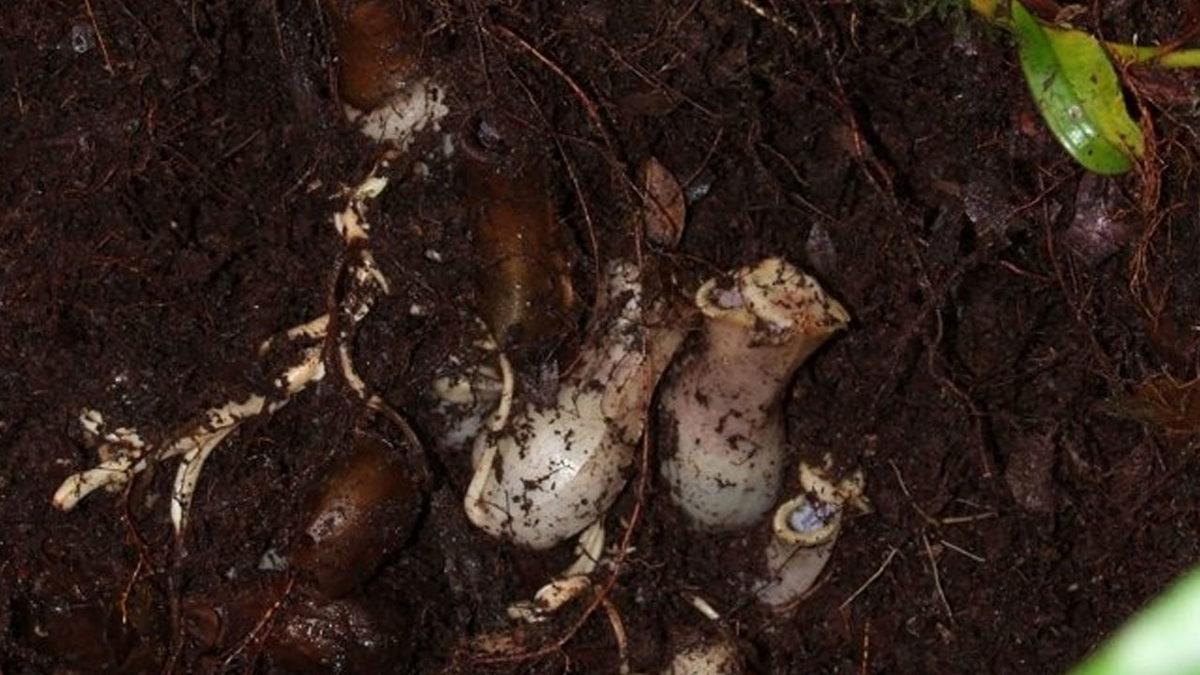 Fark Edilmemek İçin Avlanırken Kendini Yer Altına Gömen Bir Bitki Keşfedildi (Evet, Bitki)