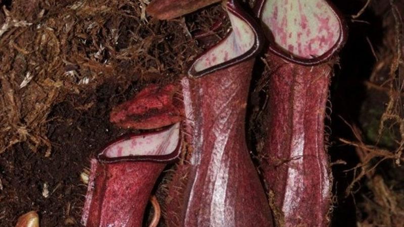 Fark Edilmemek İçin Avlanırken Kendini Yer Altına Gömen Bir Bitki Keşfedildi (Evet, Bitki)