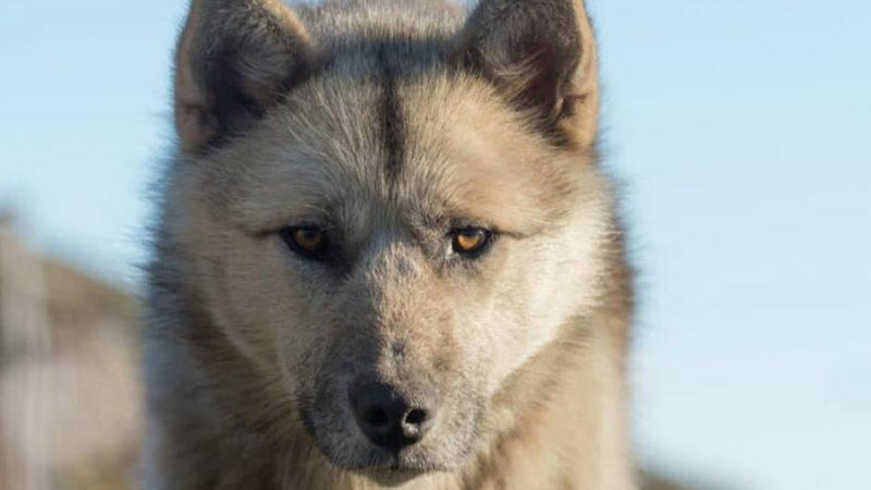 Köpeklerin Sandığımızdan Çok Daha Önce ’En Yakın Dostumuz’ Olduğu Keşfedildi