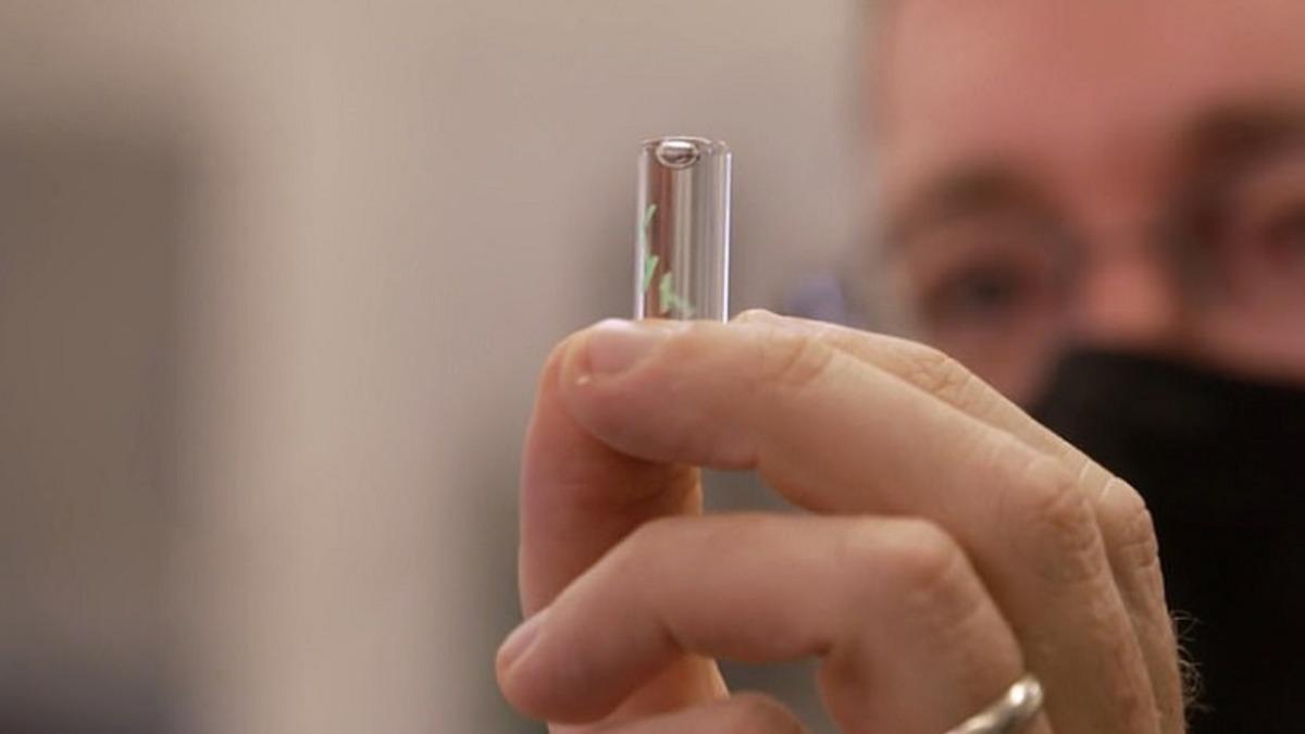 Pentagon, Deri Altına Yerleştirilerek COVID-19’u Semptomlar Oluşmadan Tespit Eden Mikroçip Geliştirdi